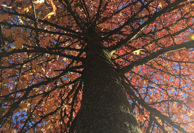 Le grand chêne du jardin, vu d'en dessous, avec ses feuilles d'automne